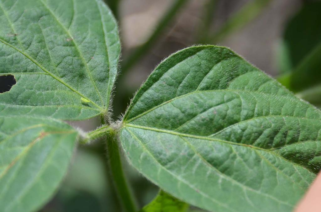 WHAT FIELDS ARE AT MOST RISK? Yield damaging soybean aphid populations can occur in any field. However, some fields tend to have more consistent problems with aphid infestations each year.