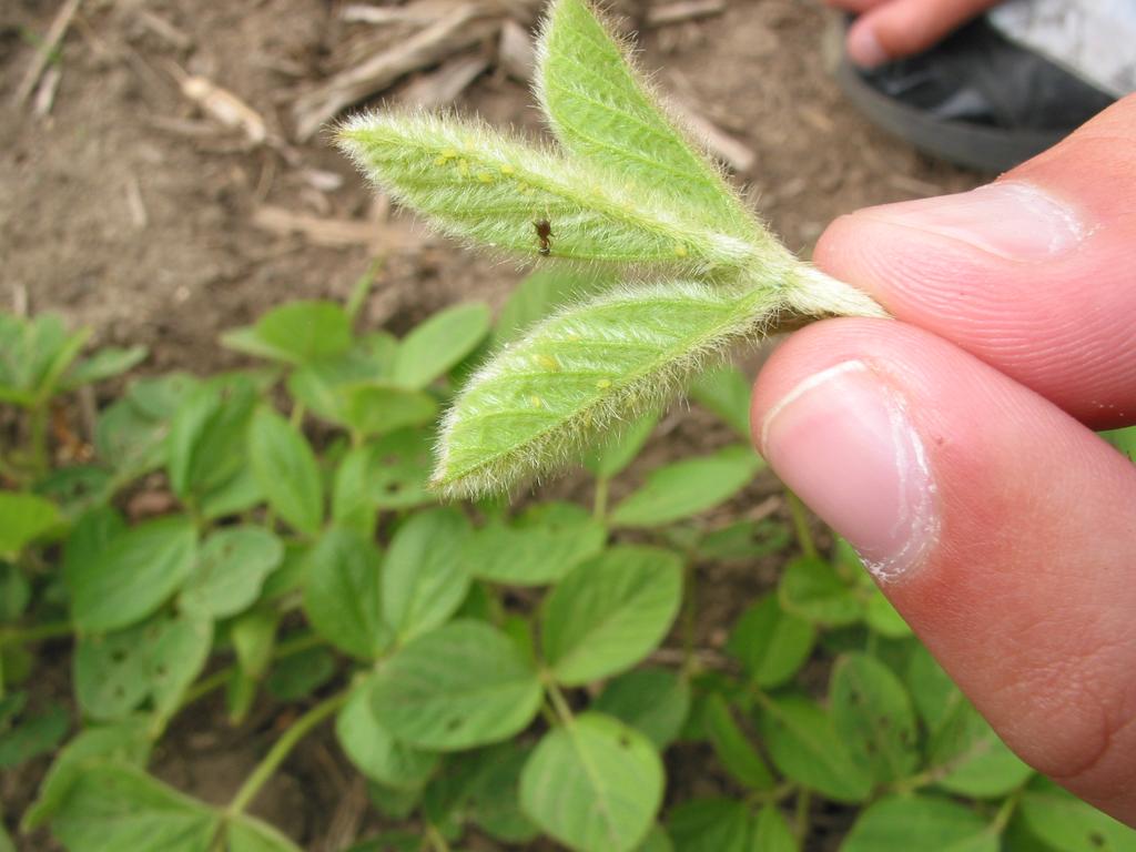 Later in the season, full-maturity soybean or late-planted soybean, such as beans following peas, are often reported to have higher populations.