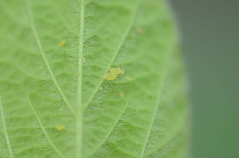 Plants are considered infested if they have 40 or more aphids and uninfested if they have less than 40 aphids.