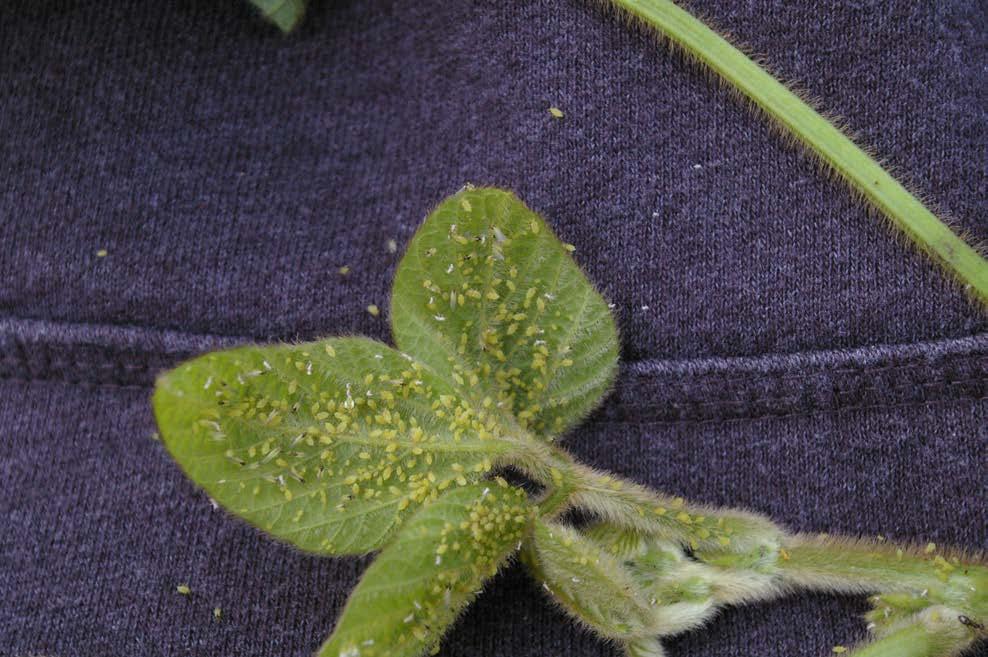 A very high percentage of aphid nymphs with wing pads is an indicator of a potential migration event.