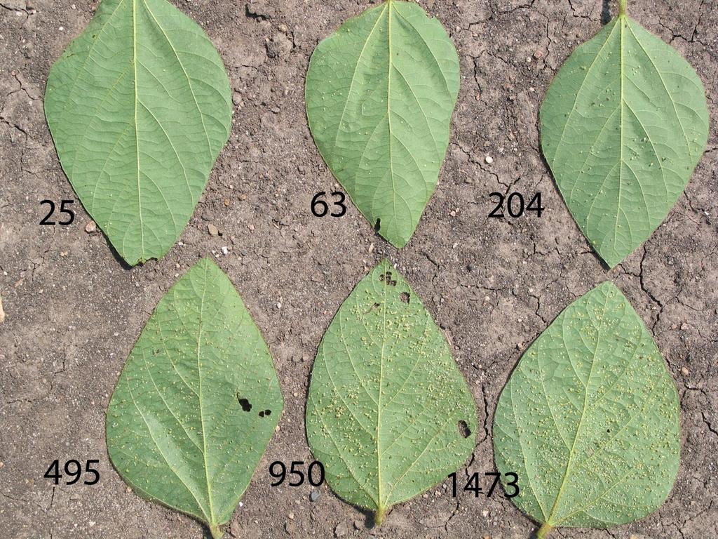 APPROXIMATE SOYBEAN APHID NUMBERS ON R5 SOYBEAN LEAFLETS These numbers are the results of several counts of each leaf but because the counts were made from the photo they may not be absolutely