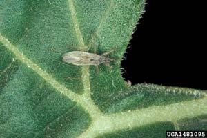 SOYBEAN APHID PREDATORS AND