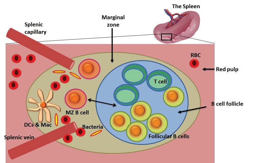 Figure 2. The splenic marginal zone and B cell follicle. The splenic B cell follicle, T cell zone, and marginal zone, which make up the white pulp, are surrounded by the red pulp.