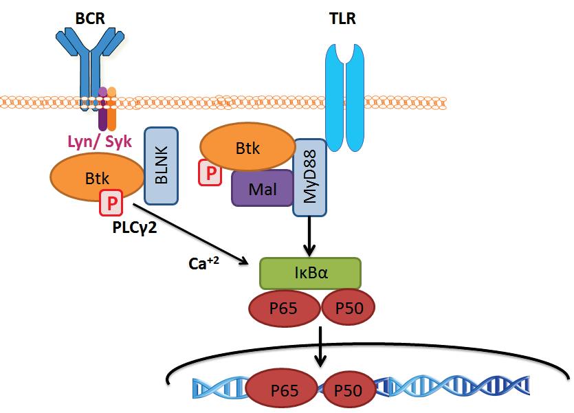 26 Figure 4. Bruton s tyrosine kinase is critical for adaptor protein signaling in BCR and TLR pathways.