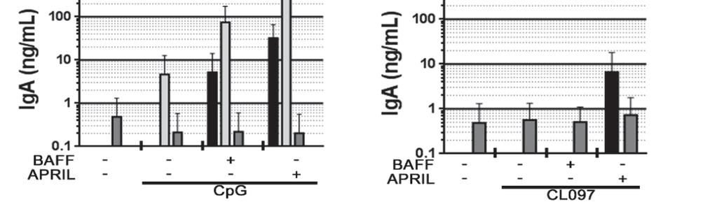 Addition of APRIL or BAFF further increases IgM secretion compared to TLR agonist alone.