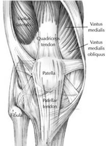Anatomy Bone/Cartilage Patella