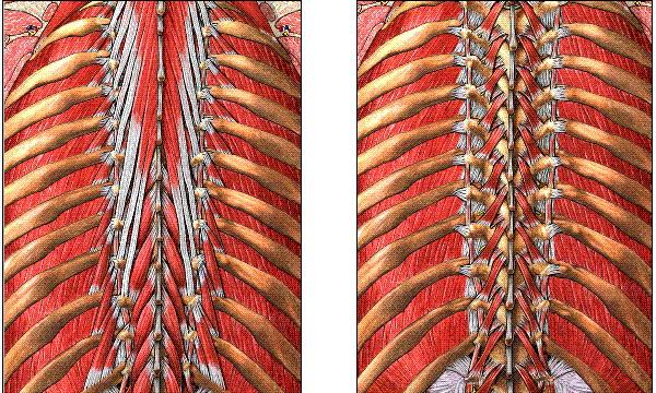 Rotator muscles (Rotator (Rotator thoracis & lumborum) Origin: Transverse processes