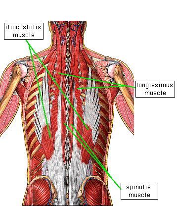 The erector spinae muscle group Iliocostalis muscle column) muscle (lateral Origin: The three columns have a common origin.