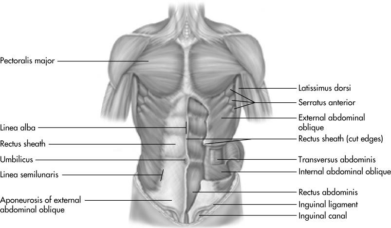 The key abdominal muscles include