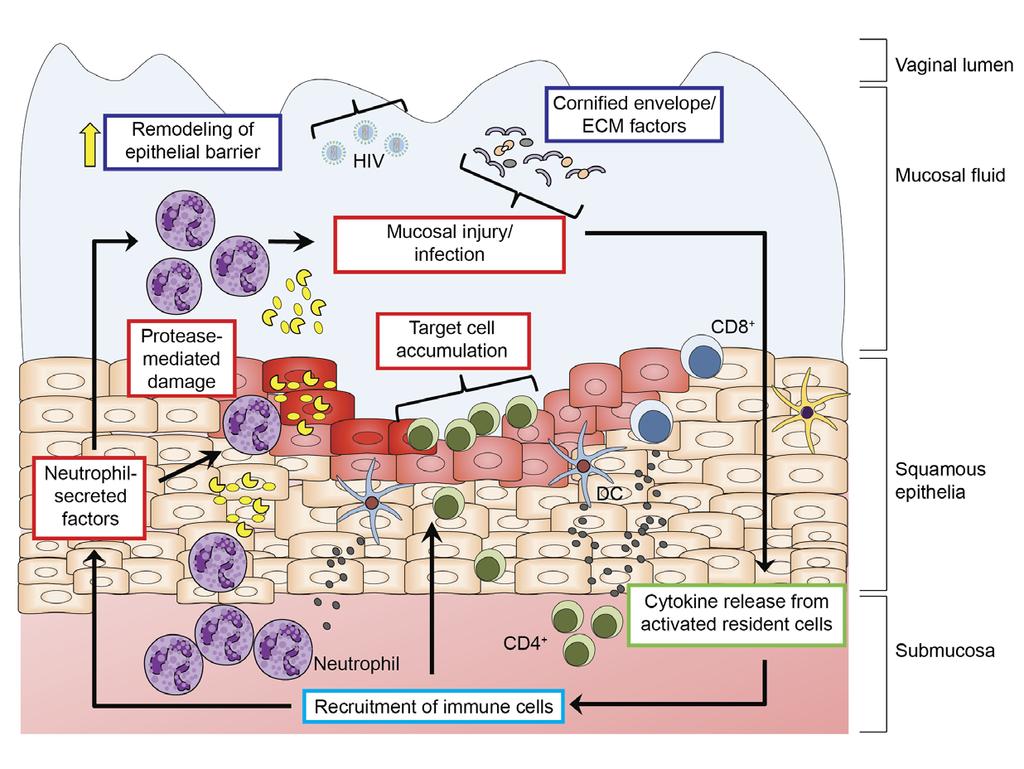 Model of mucosal inflammation in the FGT Slide