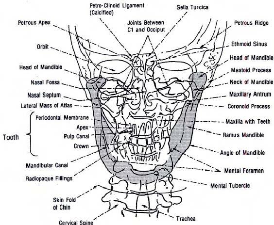 Section III. PROJECTIONS OF THE MANDIBLE 5-8.