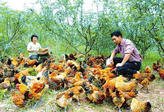 1. Many small poultry farms have