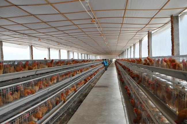 2. Large poultry farms have been increasing annually by 24.