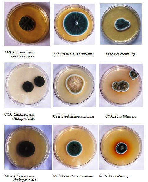 Fungal cultures have different obverse and reverse colony colours.