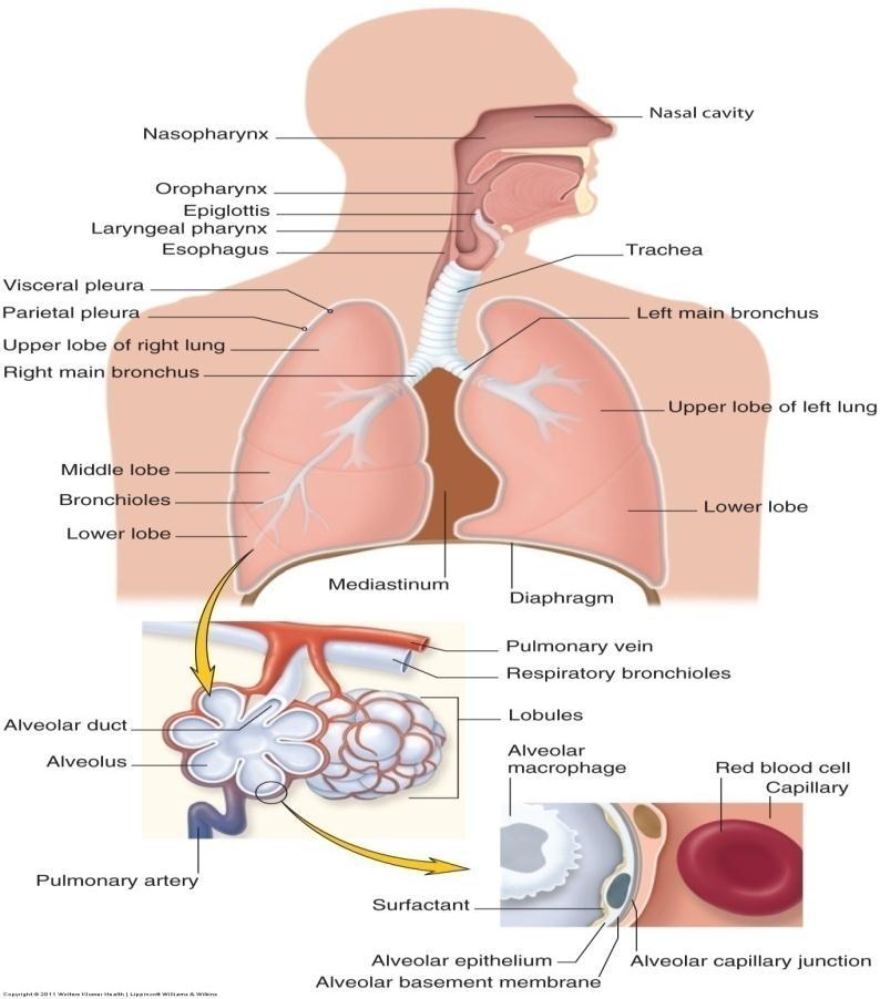 Respiratory Structures Altered Ventilation and Diffusion Alveolar type 1: provide structure and air exchange Alveolar type 2: lubricant that coats the inner portion of the alveolus, promotes easy