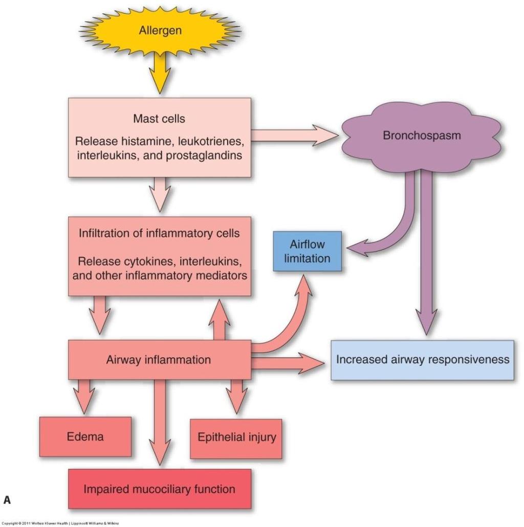 Asthma Pathophysiology: Intermittent or persistent airway obstruction due