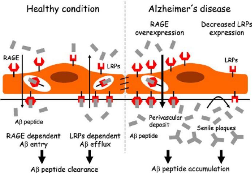 their increased production as well as a decrease in excretion through the brain barriers (Figure 9). Figure 9. The blood-brain-barrier in Alzheimer disease (Weiss et al., 2009).