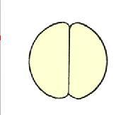 Fertilization: Union of a Spermatozoal nucleus, of paternal origin, with an egg nucleus, of