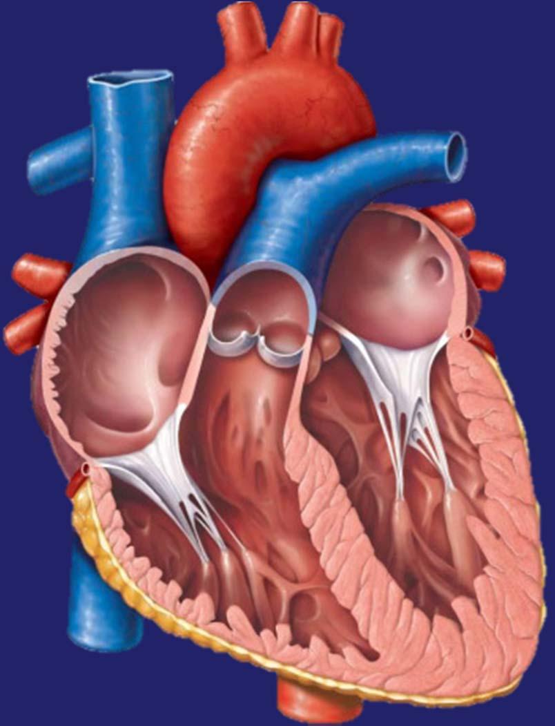 From the Ventricles