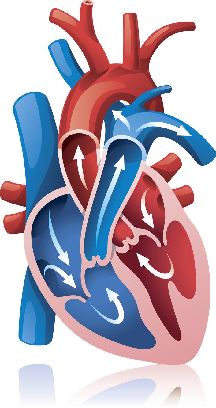 The cardiovascular system Analyse the structure and function of the cardiovascular system (AO3). The cardiovascular system is made up of the heart, blood vessels and the blood. 1.