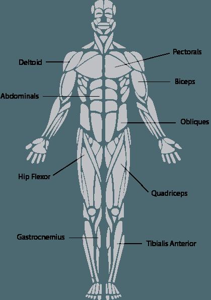 Muscular-skeletal system Analyse the structure and function of the muscular-skeletal system (AO3).