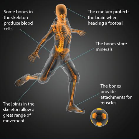 Skeletal system Function of the skeletal system. The skeleton has the following functions: 1. Movement The bones act as levers around joints. Muscles pull on the bones to produce movements.