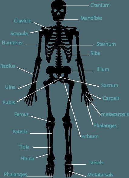 Structure of the skeleton There are 206 bones in the human body.