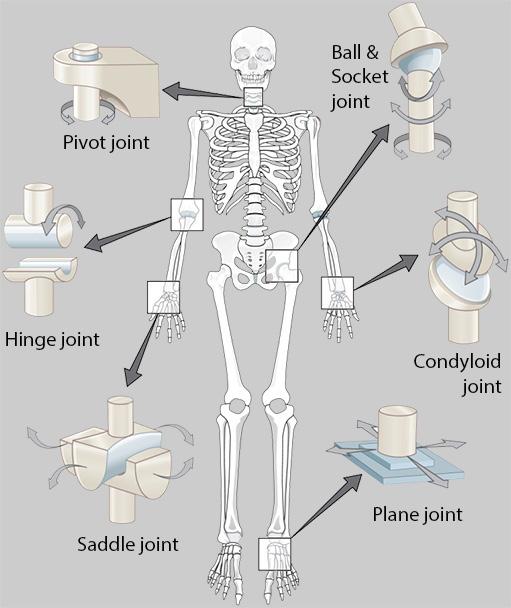 Structure of synovial joints A joint is a place where two or more bones meet. Bones are connected around the joint. Connective tissues consist of ligaments, cartilage and tendons.