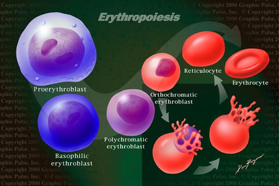 erythropoietin ) Erythropoiesis = formation of erythrocytes http://www.graphicpulse.com/medill/ wblood.html - make 2.