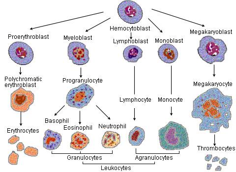 PART C Leukocytes 5,000-9,000/ mm3 Leukocytes: (role of CSF: colony