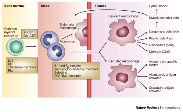 Once distributed through the blood stream, monocytes enter other tissues of the body such as the liver (Kupffer cells), lungs (alveolar macrophages), skin (Langerhans cells), and central nervous