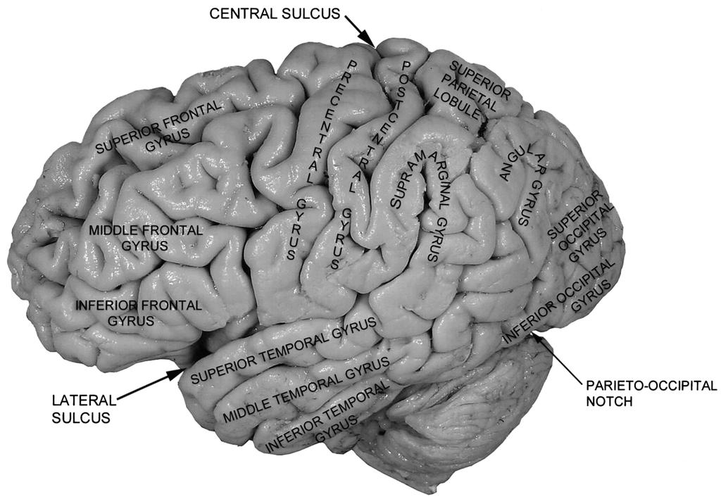 Chapter 2 / Spinal Cord and Brain 29 Fig. 10. Lateral surface of the cerebral hemispheres demonstrating the major gyri. The central sulcus separates the frontal cortex from the parietal cortex.