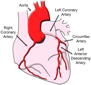 Figure 5.1.7 Coronary Arteries (http://www.tmc.edu/thi/coroanat.html) Disease in coronary arteries prevents the heart from receiving enough oxygen. These diseases will be discussed in lesson 5.