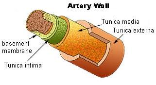 Artery walls are thick, strong and muscular and made of three tissue layers. In large arteries the middle layer is made mostly of elastic fibers.