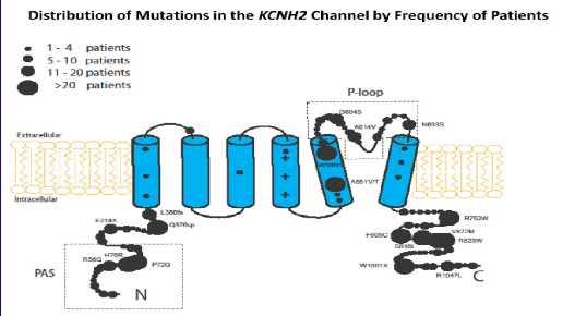 Specific mutation positions herald greater risk LQT2: KCNH2 PORE region Males vs Females