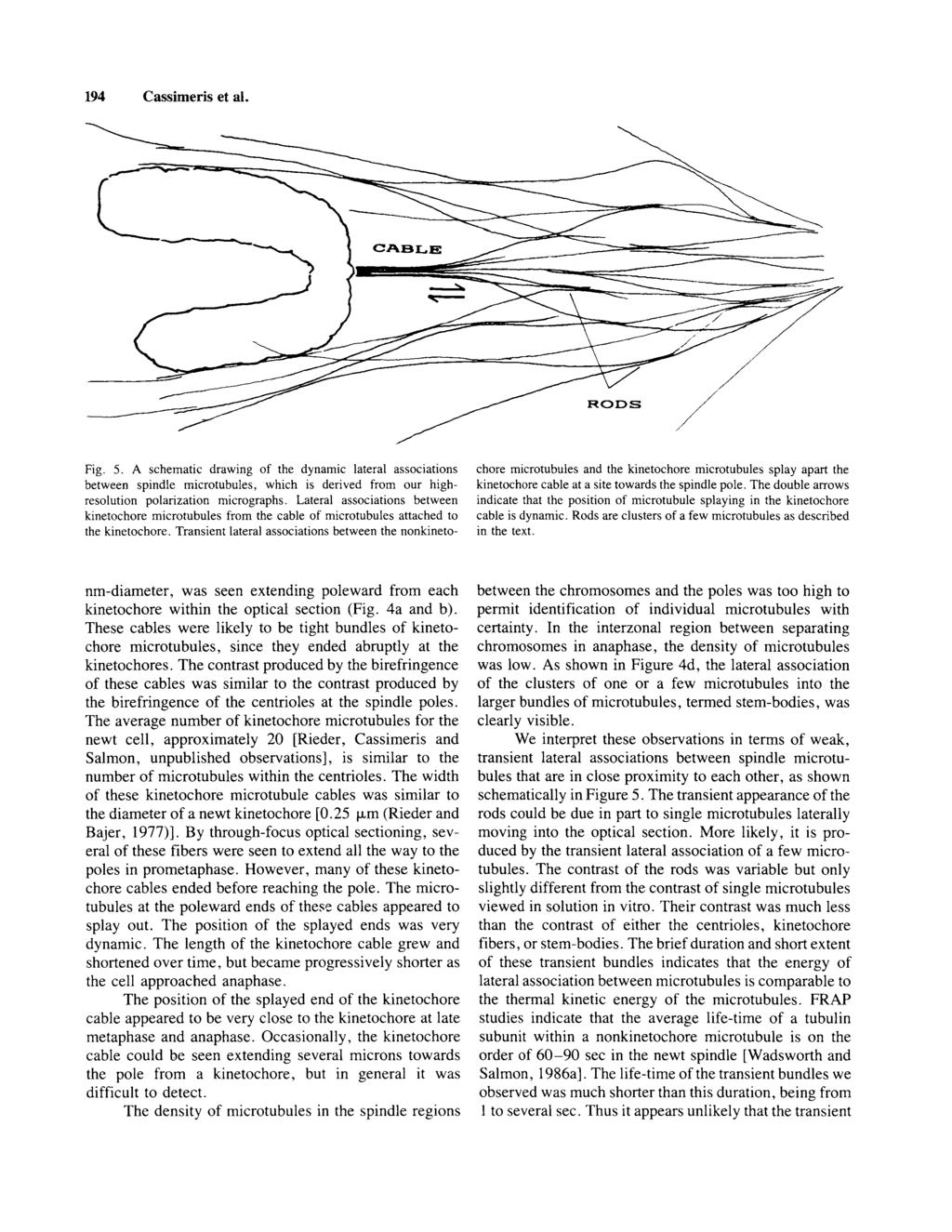 194 Cassimeris et al. Fig. 5. A schematic drawing of the dynamic lateral associations between spindle microtubules, which is derived from our highresolution polarization micrographs.