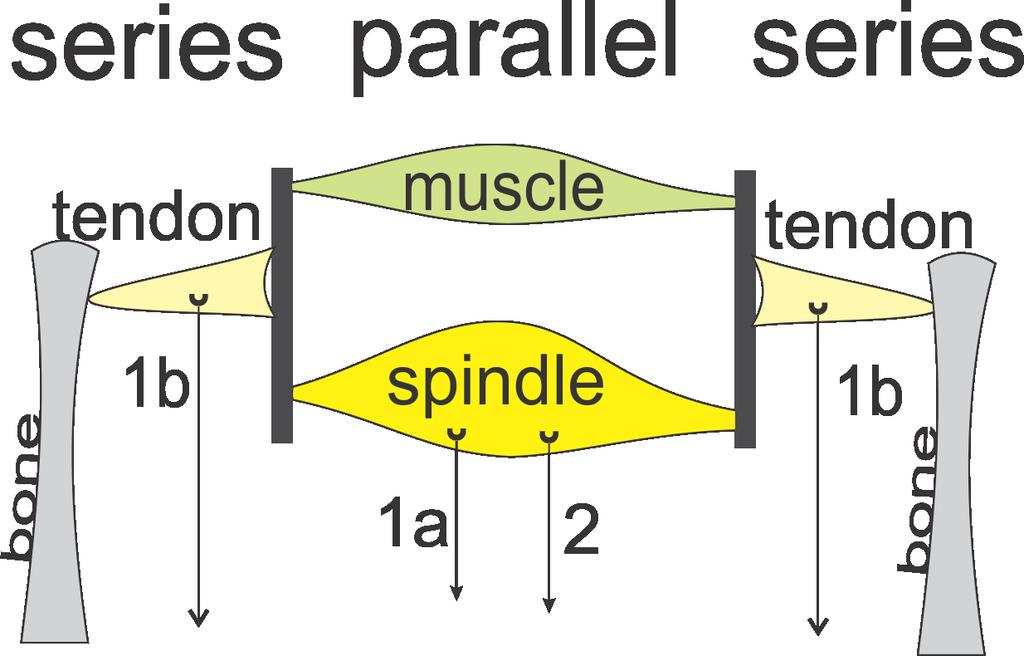 2) Position sense in the hand is reasonable after the skin is anaesthetized because the brain learns to rely more on the position signal from the muscle spindle.