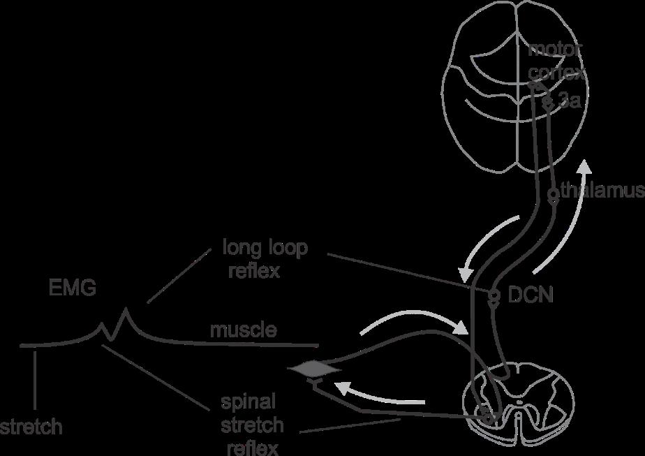 The Cortical Response to Muscle Stretch Muscle stretch often generates two electromyographic (EMG) responses (Figure 8.