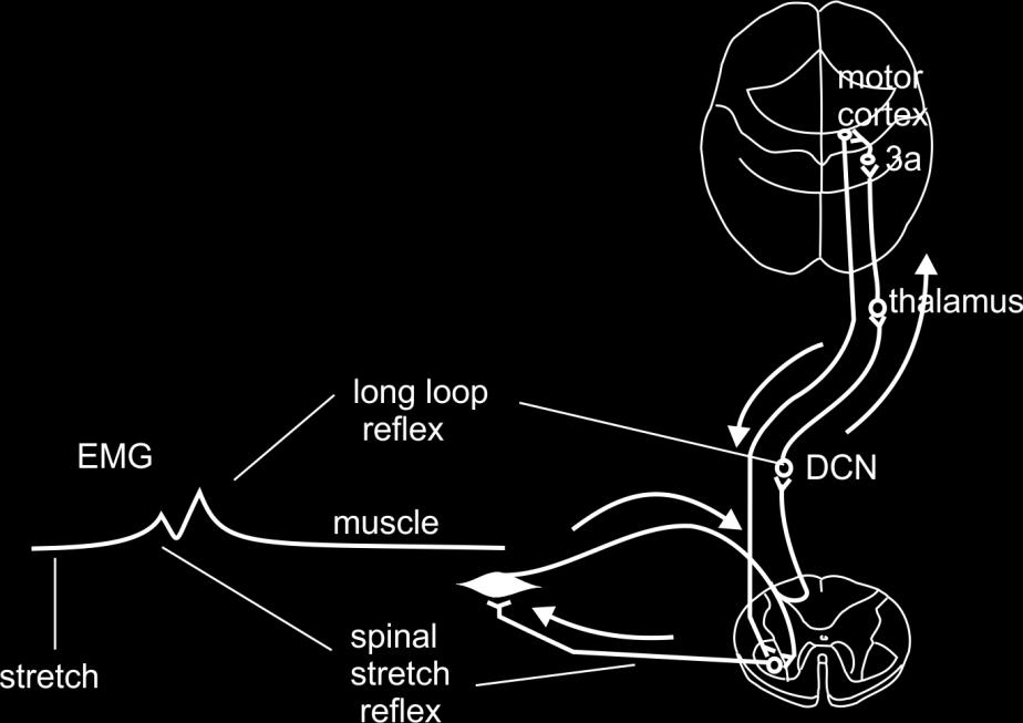This response is set, or context dependent, controlled by the cerebellum and what adds learnt motor skills. Muscle Vibration Figure 8.