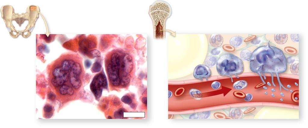 Platelets and Megakaryocytes Red bone marrow Copyright The McGraw-Hill Companies, Inc. Permission required for reproduction or display.