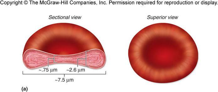 Erythrocytes Also referred to as red blood cells or RBCs, but this is