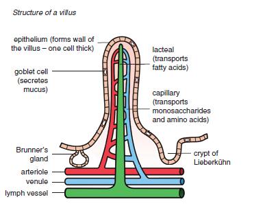 Assimilation The process where nutrients are taken from the blood and into the cells is called assimilation. Absorbed nutrients are transported from the liver to the heart by the hepatic vein.