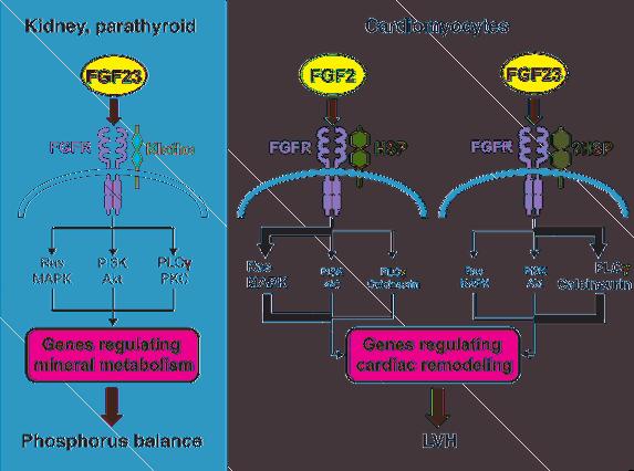 Figure 8 Schematic representation of FGF23 signaling in classic target cells and cardiomyocytes. In the kidney and parathyroid glands, FGF23 signaling requires FGFR and the coreceptor klotho.