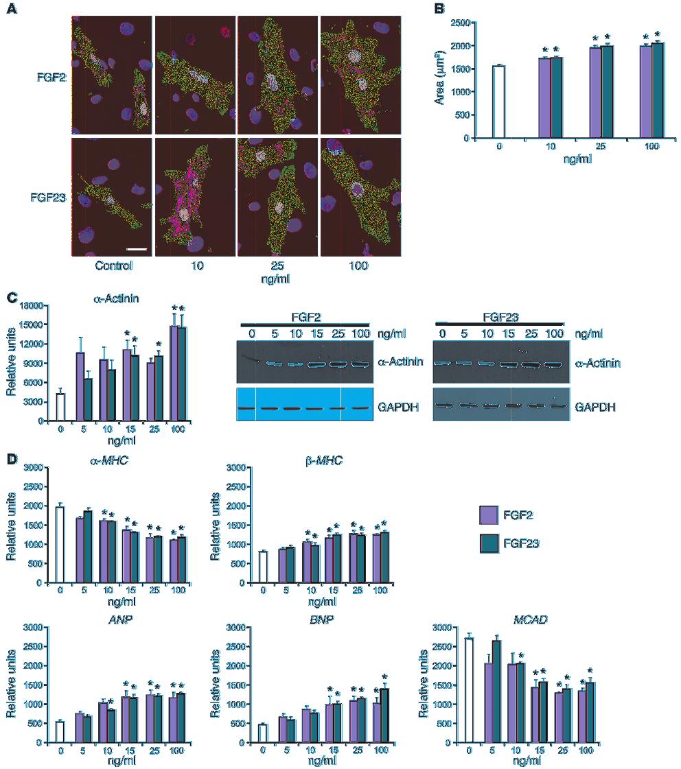 Figure 2 FGF23 increases the surface area of isolated NRVMs and activates hypertrophic gene programs.