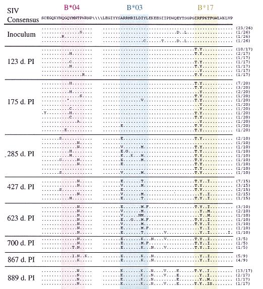 ARTICLES Table 1 CTL epitopes, restricting MHC class I molecules, and disease progression in a family of SIV-infected macaques Macaque CTL epitopes Restricting Survival time Disease progression