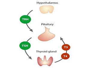 Objectives Review the function of thyroid hormone Discuss the presentation of hypothyroidism Understand laboratory work up