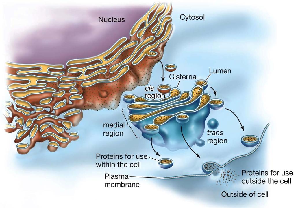 6.1 What Is the Structure of a Biological Membrane?