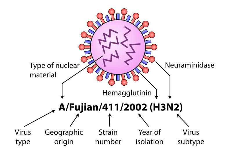 Influenza nomenclature Subtype nomenclature based on H and N genes Hemagglutinins, 9 Neuraminidases Human: H:,, ; N:,; Birds: all combinations Influenza