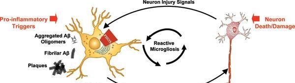 SELF-PERPETUATING CYCLE OF NEURONAL DAMAGE/DEATH FOLLOWED BY MICROGLIAL ACTIVATION IS