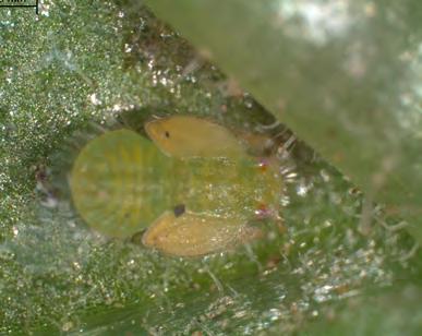complete a generation in less than a month under optimal conditions. Eggs The football-shape eggs (Figure 3, page 2) are extremely small, just slightly larger than potato leaf hairs.